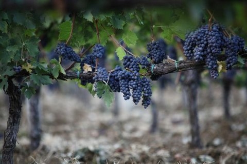 Sangiovesedruiven voor de Brunello van Uccelliera 2013