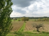 La Sovana 2014, wijngaarden Le Buche.jpg
